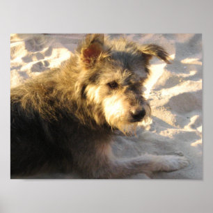 Affiche Chien de plage thaïlandais