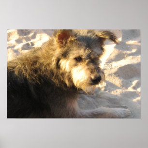 Affiche Chien de plage thaïlandais