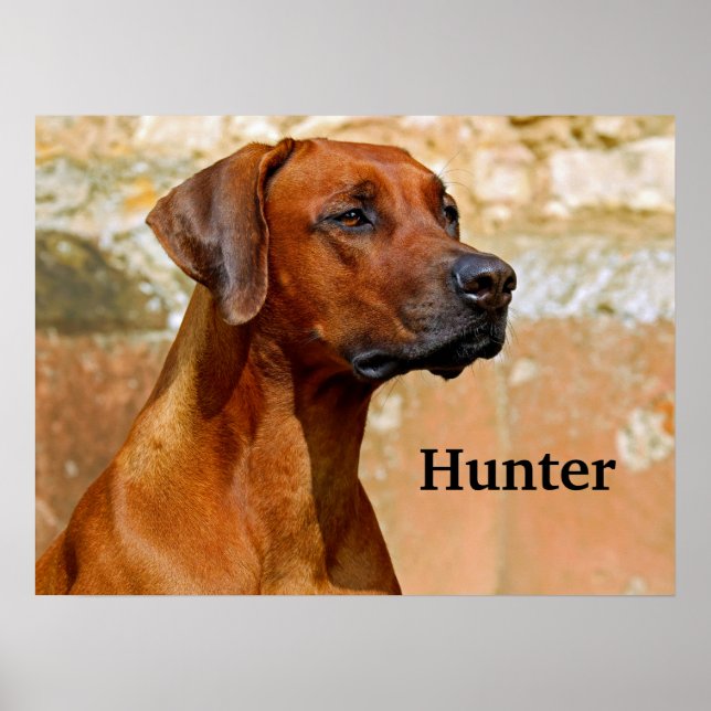 Affiche Chien de Rhodesian Ridgeback (Devant)