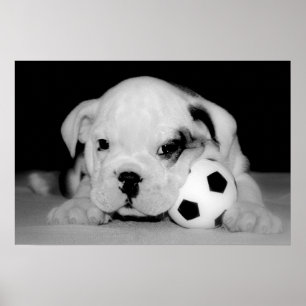 Affiche Chien de taule anglais "Soccer Puppy"