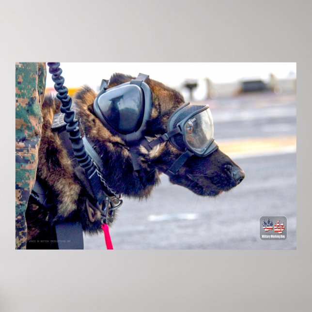 AFFICHE CHIEN DE TRAVAIL MILITAIRE AMÉRICAIN (Devant)