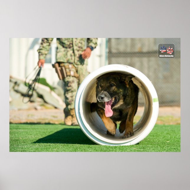 AFFICHE CHIEN DE TRAVAIL MILITAIRE AMÉRICAIN (Devant)