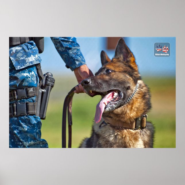 AFFICHE CHIEN DE TRAVAIL MILITAIRE AMÉRICAIN (Devant)