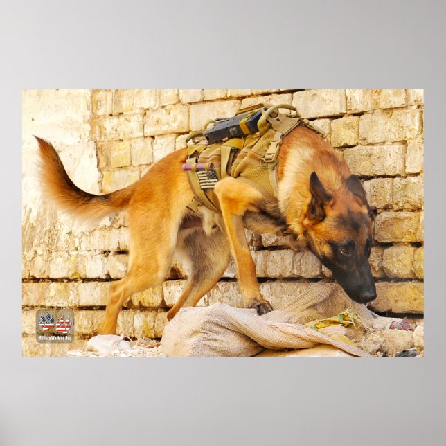 AFFICHE CHIEN DE TRAVAIL MILITAIRE AMÉRICAIN (Devant)
