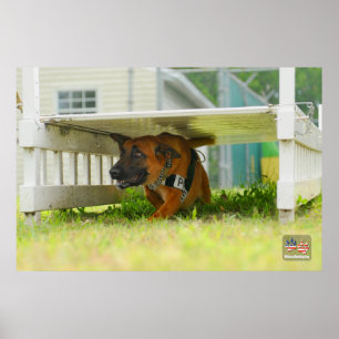 AFFICHE CHIEN DE TRAVAIL MILITAIRE AMÉRICAIN