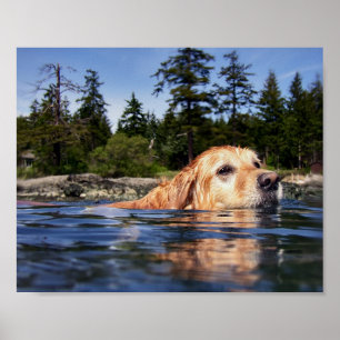 Affiche Chien d'eau - Tirages d'art