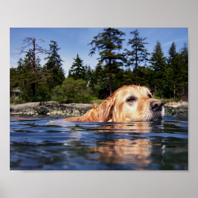 Affiche Chien d'eau - Tirages d'art (Devant)