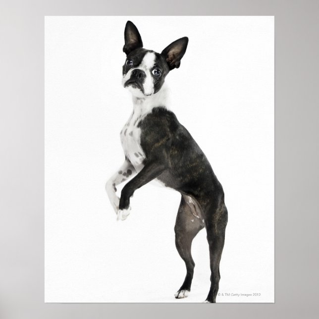 Affiche chien debout sur 2 pattes regardant la caméra (Devant)