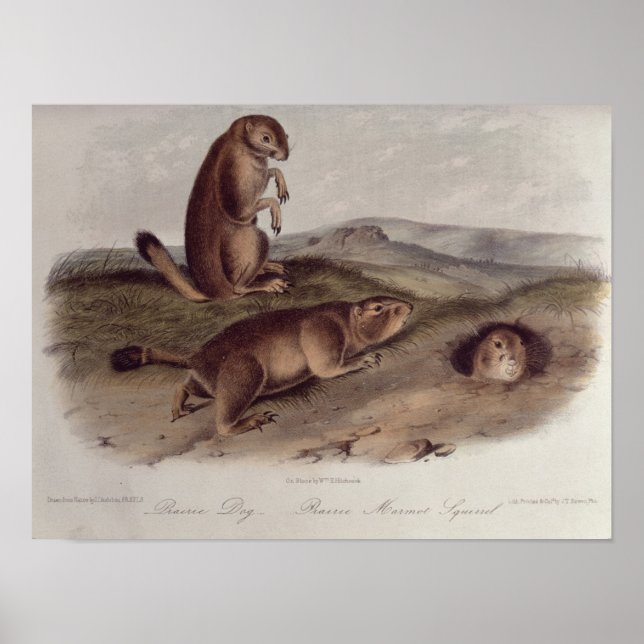 Affiche Chien des Prairies de 'Quadrupeds of North America (Devant)