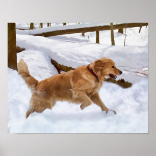 Affiche Chien d'or retriever dans la neige