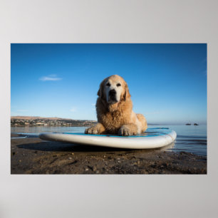 Affiche Chien D'Or Retriever Posé Sur Une Planche À Pagaie