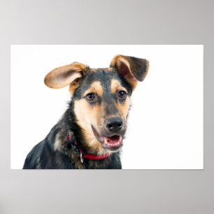 Affiche Chien drôle chiot