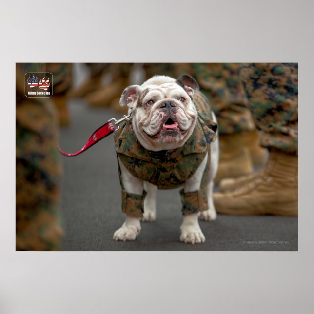 AFFICHE CHIEN DU SERVICE MILITAIRE AMÉRICAIN (Devant)