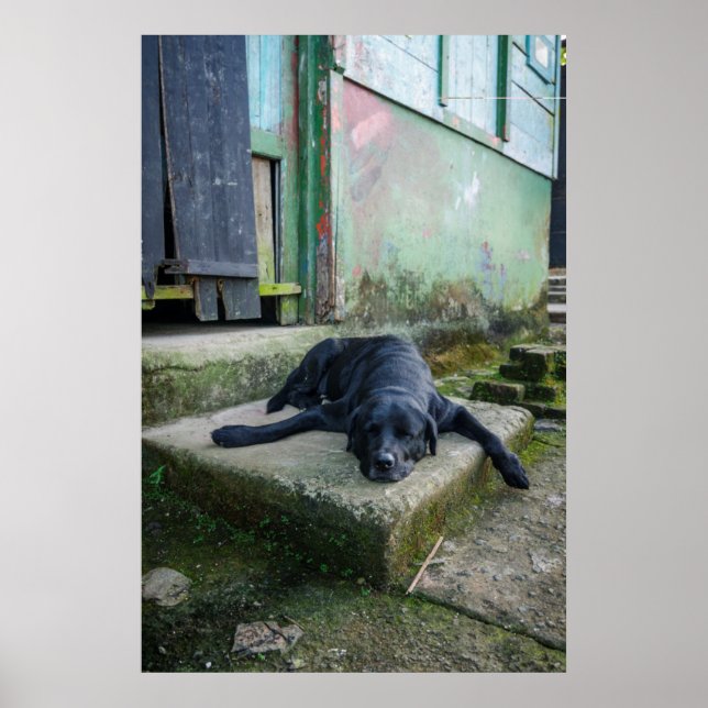 Affiche Chien endormi (Devant)