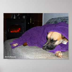 Affiche Chien endormi près de la cheminée
