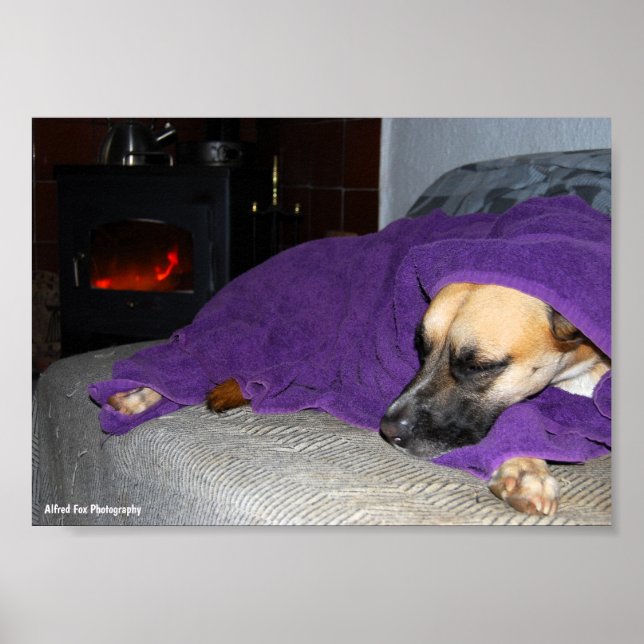 Affiche Chien endormi près de la cheminée (Devant)