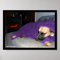 Chien endormi près de la cheminée