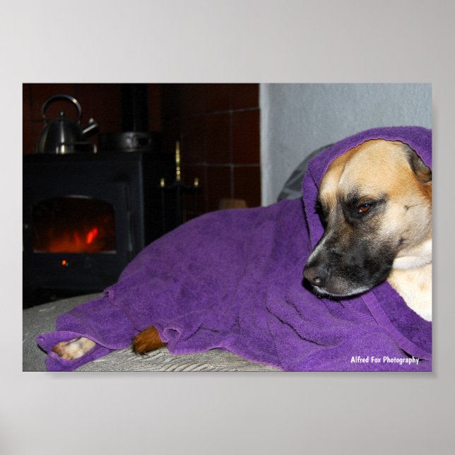Affiche Chien endormi près de la cheminée (Devant)