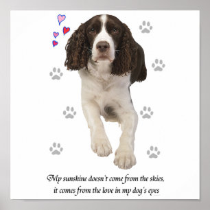 Affiche Chien espagnol Springer anglais