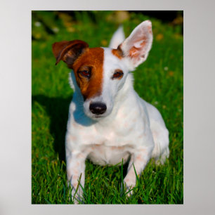 Affiche Chien Fox Terrier.