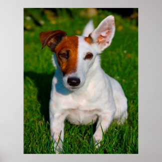 Affiche Chien Fox Terrier.