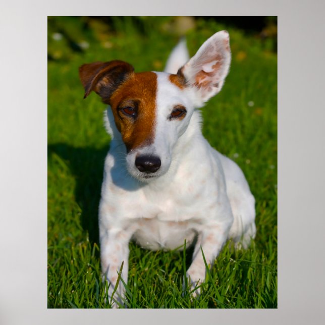 Affiche Chien Fox Terrier. (Devant)