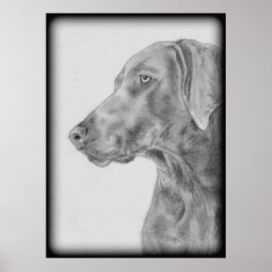 Affiche Chien gris Weimaraner