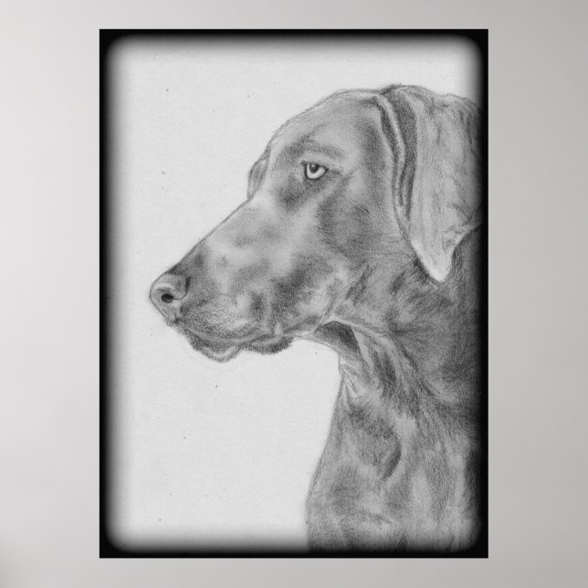 Affiche Chien gris Weimaraner (Devant)