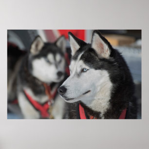 Affiche Chien husky avant une course, Canada