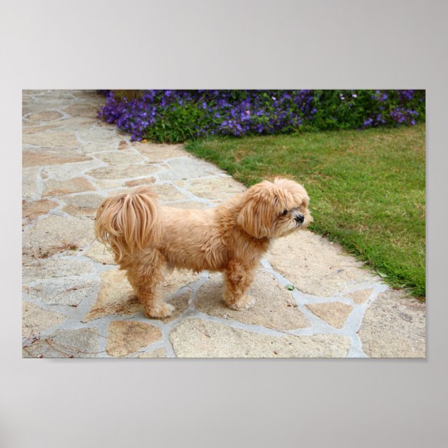Affiche Chien Lhasa Apso dans un jardin (Devant)