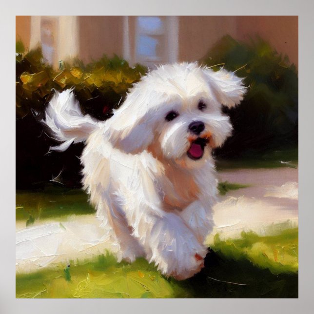 Affiche Chien maltais (Devant)