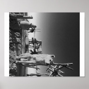 Affiche Chien marocain