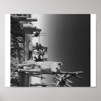 Affiche Chien marocain