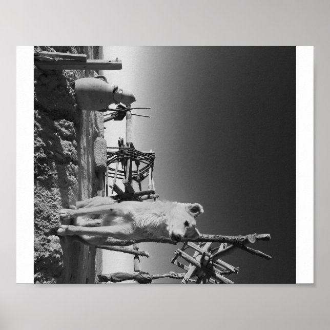 Affiche Chien marocain (Devant)