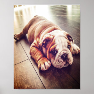 Affiche Chien menteur de Bulldog anglais Photo de chien