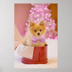 Affiche Chien mignon avec cabot rose Photo de Noël
