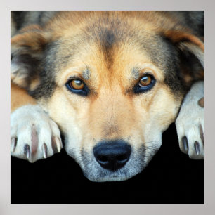 Affiche Chien mignon sur n'importe quel arrière - plan cou