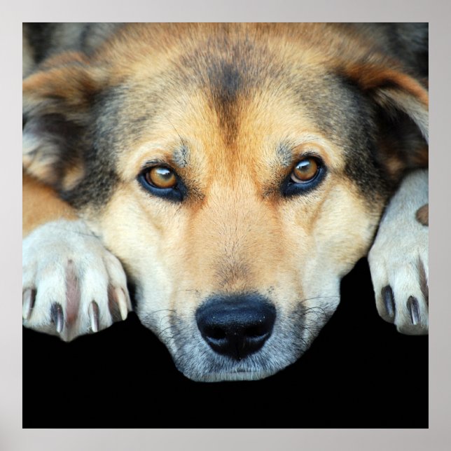 Affiche Chien mignon sur n'importe quel arrière - plan cou (Devant)