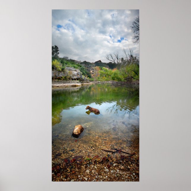 Affiche Chien nageant à Barton Creek - Austin Texas (Devant)