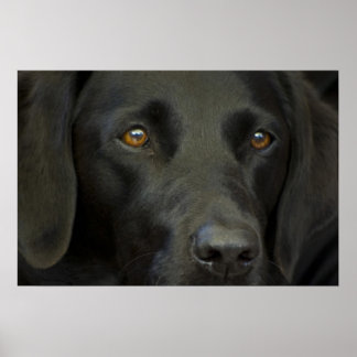 Affiche Chien noir du Labrador