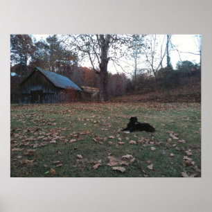 Affiche Chien noir par la grange d'automne