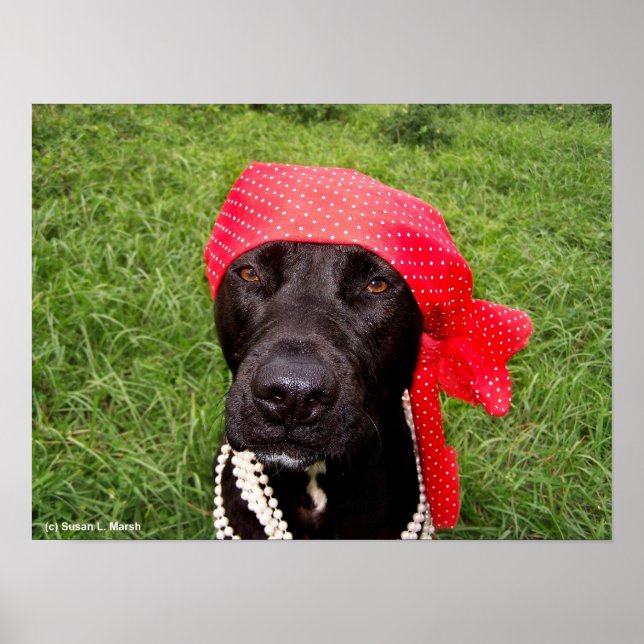 Affiche Chien pirate, laboratoire noir, mouchoir rouge her (Devant)