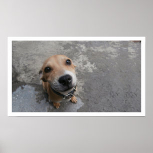 Affiche Chien qui regarde vers le haut