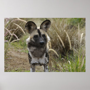 Affiche Chien sauvage africain