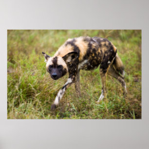 Affiche Chien Sauvage Africain (Lycaon Pictus), Madikwe Ga