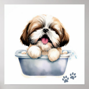 Affiche Chien Shih Tzu