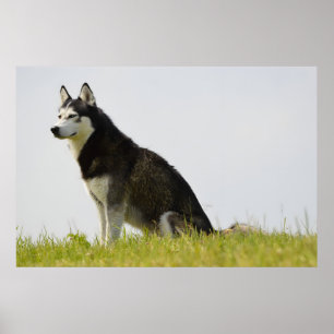 Affiche Chien sibérien Husky, superbe photographie