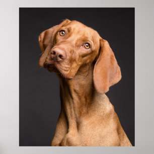 Affiche Chien sportif Vizsla