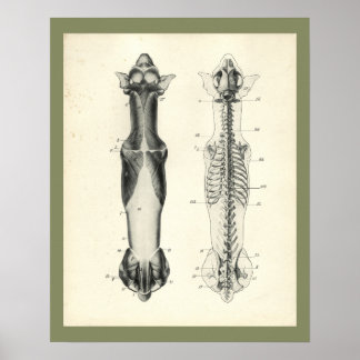 Affiche Chien Squelette colonne vertébrale Muscles Anatomi