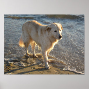 Affiche Chien sur le rivage